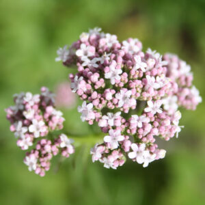 4 Herbs for Anxiety